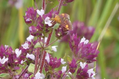 <i>Pyrausta aurata</i>