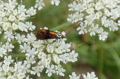 <i>Nemophora fasciella</i>