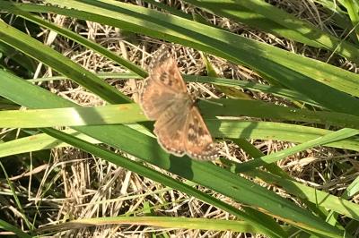 <i>Erynnis tages</i>