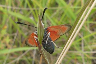 <i>Zygaena loti</i>