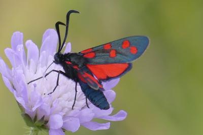 <i>Zygaena transalpina</i>