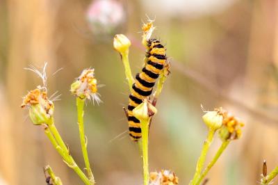<i>Tyria jacobaeae</i>