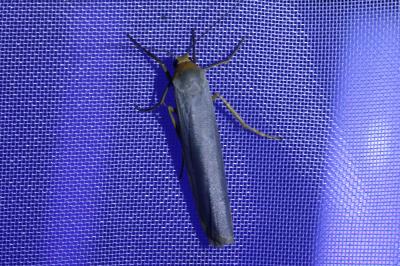 <i>Eilema caniola</i>