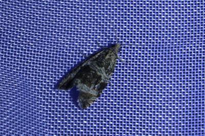<i>Celypha lacunana</i>