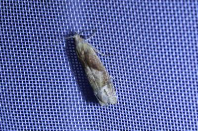 <i>Eucosma conterminana</i>