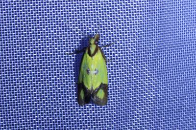 <i>Agapeta zoegana</i>