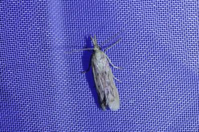 <i>Ematheudes punctella</i>