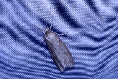 <i>Pachycnemia hippocastanaria</i>