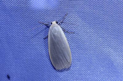 <i>Collita griseola</i>