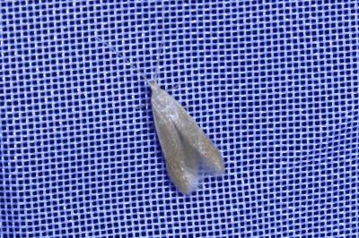 <i>Coleophora</i>