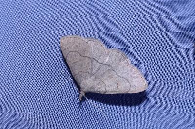 <i>Paracolax tristalis</i>