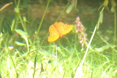 <i>Argynnis paphia</i>