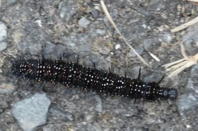 <i>Aglais io</i>