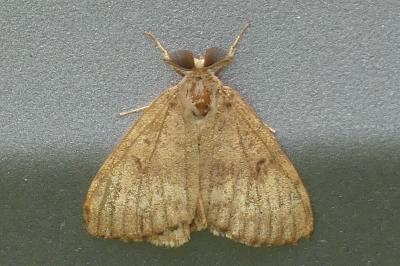 <i>Lymantria dispar</i>
