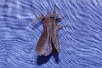<i>Euthrix potatoria</i>