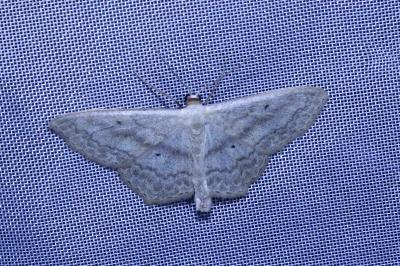 <i>Scopula nigropunctata</i>