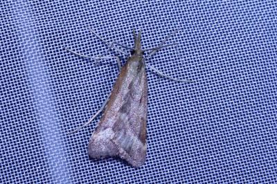 <i>Synaphe punctalis</i>
