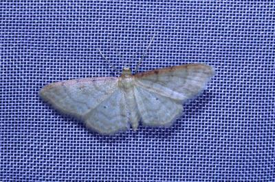 <i>Idaea humiliata</i>