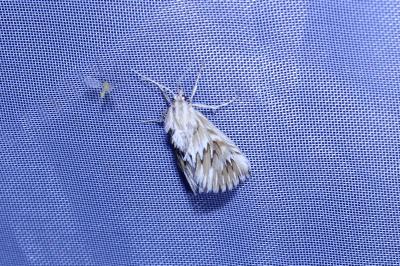 <i>Cynaeda dentalis</i>
