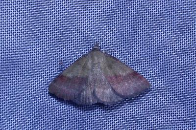 <i>Phytometra viridaria</i>