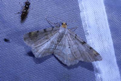 <i>Macaria liturata</i>