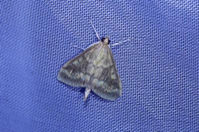 <i>Ostrinia nubilalis</i>