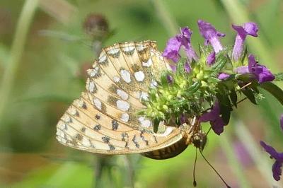 <i>Speyeria aglaja</i>