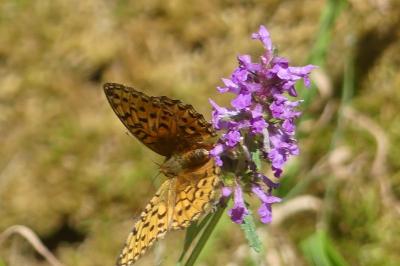 <i>Speyeria aglaja</i>
