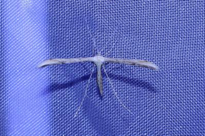 <i>Emmelina monodactyla</i>