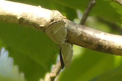 <i>Quercusia quercus</i>
