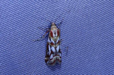 <i>Acrobasis porphyrella</i>
