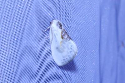 <i>Cilix glaucata</i>