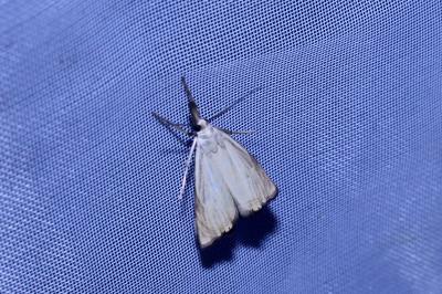 <i>Chrysoteuchia culmella</i>