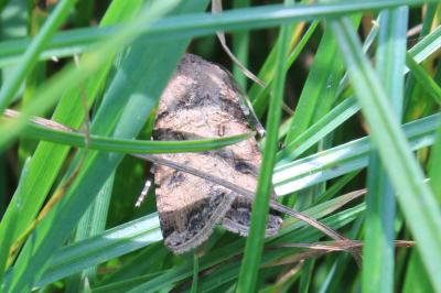 <i>Agrotis segetum</i>