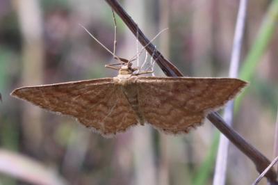 <i>Idaea ochrata</i>
