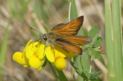 <i>Thymelicus lineola</i>