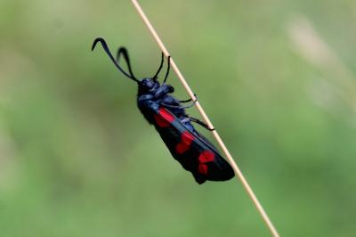 <i>Zygaena filipendulae</i>