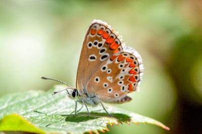 <i>Aricia agestis</i>