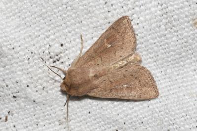<i>Mythimna ferrago</i>