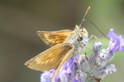 <i>Thymelicus acteon</i>