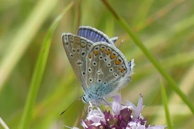 <i>Polyommatus icarus</i>