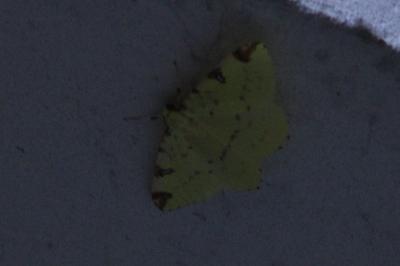 <i>Opisthograptis luteolata</i>