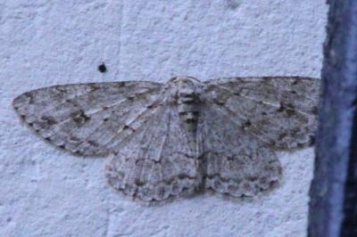 <i>Ectropis crepuscularia</i>