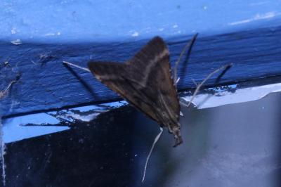 <i>Synaphe punctalis</i>