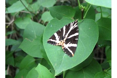 <i>Euplagia quadripunctaria</i>