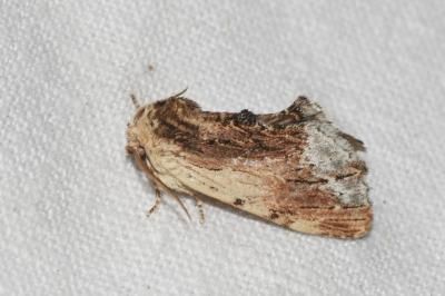 <i>Ptilodon cucullina</i>