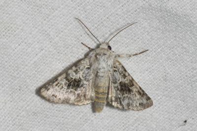 <i>Hecatera bicolorata</i>