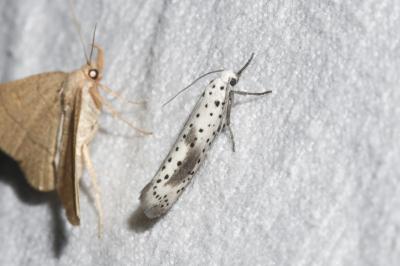 <i>Yponomeuta irrorella</i>