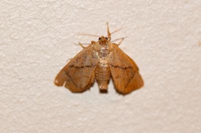 <i>Apoda limacodes</i>