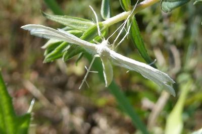 <i>Pterophorus pentadactylus</i>